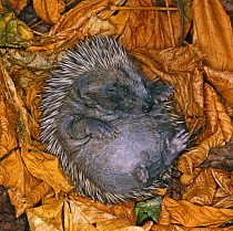European Hedgehog {Erinaceus europaeus} baby amongst autumn leaves, captive