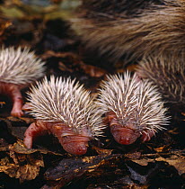 Young European Hedgehogs {Erinaceus europaeus}, 2 days old, captive
