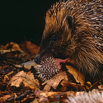 European Hedgehog {Erinaceus europaeus} female carrying 2 day baby to safety after disturbance of the nest, captive