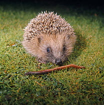 European Hedgehog {Erinaceus europaeus} juvenile sniffing an earthworm, captive, UK