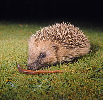 European Hedgehog (Erinaceus europaeus) juvenile sniffing an earthworm, captive, UK