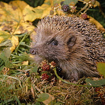 European Hedgehog {Erinaceus europaeus} amongst brambles, captive, UK