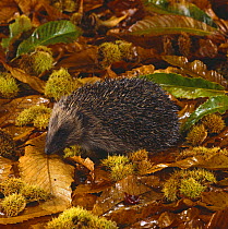 European Hedgehog (Erinaceus europaeus) amongst Sweet Chestnut {Castanea sativa} leaves and fruits, captive, UK