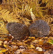 European Hedgehog (Erinaceus europaeus) pair in courtship, UK, captive