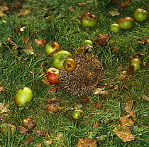 European Hedgehog {Erinaceus europaeus} 14 weeks old, rolls over with rotten apple stuck on her prickles. Its weight makes her curl up into a ball, but she huffs and jerks until it falls off, captive,...