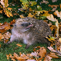 European Hedgehog {Erinaceus europaeus} self-anointing; flicking foamy saliva onto its spines with its tongue, captive, UK