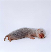 Baby domestic Ferret {Mustela putorius furo} stretched out asleep 3 weeks old, captive