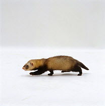 Profile of a Young Ferret {Mustela putorius furo} running. 8 weeks old, captive