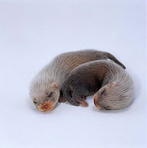 Two baby domestic Ferrets {Mustela putorius furo}, curled up, asleep. 3 weeks old