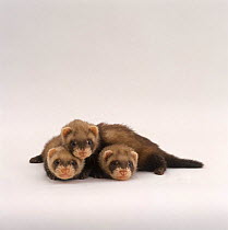 Three young domestic Ferrets {Mustela putorius furo}, lying next to each other, 4 weeks old