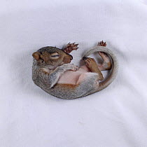 Baby Grey Squirrel {Sciurus carolinensis}, asleep, 3 weeks old, captive, UK