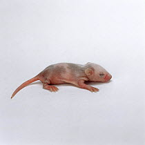 Baby Skewbald mouse {Mus genus}, 1 week old