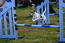 Jack Russell Terrier flying over a jump during agility competition