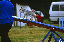 Miniature Schnauzer on the seesaw plank during an agility competition.