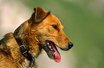 Lakeland Terrier x Border Collie Portrait