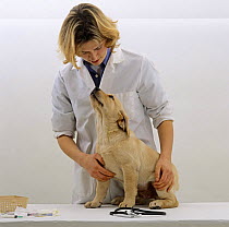 Vet reassuring Yellow Labrador Retriever pup after his primary vaccination