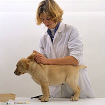 Yellow Labrador Retriever pup receiving his primary vaccination at 9 weeks old