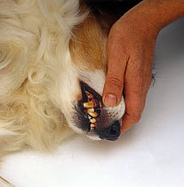 Vet Lifting the lip to check the teeth of Sable Border Collie, 13 years old
