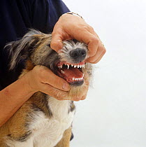 Person holding mouth open to show teeth of Patterdale x Jack Russell Terrier pup, 18 weeks old, losing deciduous teeth and growing adult incisors