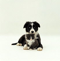 Odd-eyed Border Collie pup, 12 weeks old, lying with black and white kitten, 6 weeks old