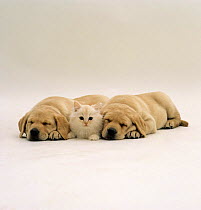 Fluffy cream kitten lying between two sleeping Yellow Labrador Retriever Pups, all 7 weeks old