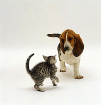 Basset Hound bitch pup, 18 weeks old, meets scared silver spotted kitten