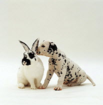 Dalmatian pup sniffing the ear of English spotted male rabbit