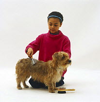 Girl combing Yorkshire Terrier cross dog