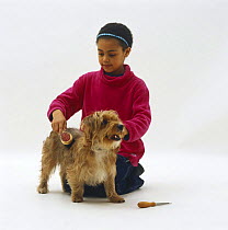Girl brushing Yorkshire Terrier cross dog