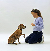 Girl teaching Staffordshire Bull Terrier cross pup to give a paw