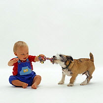 11 month old boy playing with Patterdale x Jack Russell Terrier pup, 12 weeks old