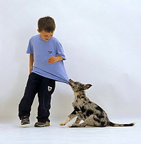 Blue merle Border Collie pup pulling 6-year-old boy's shirt.