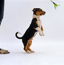 Jack Russell Terrier x Collie puppy standing on hind legs playing with toy.