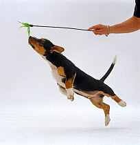 Jack Russell Terrier x Collie puppy jumping at a toy.