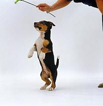 Jack Russell Terrier x Collie puppy standing on hind legs playing with a toy.