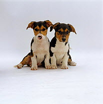 Two Jack Russell Terrier x Collie puppies sitting together