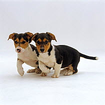 Two Jack Russell Terrier x Collie cross pups, 8 weeks old