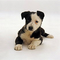 Border Collie x Staffordshire Bull Terrier pup, 8 weeks old, lying down with head up