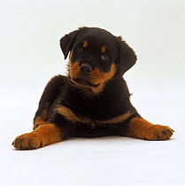 Rottweiler puppy, 7 weeks old, lying down with head up, paws spread.