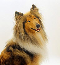 Sable Rough Collie, 2 years old, portrait