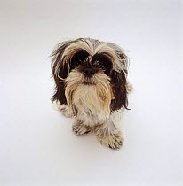 Shih-Tzu dog, 6 months old, sitting and looking up
