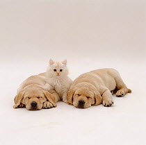 Fluffy cream kitten sitting between two sleeping Yellow Labrador Retriever pups, 7 weeks old