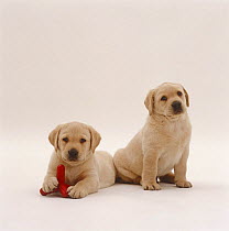 Two Yellow Labrador Retriever pups side by side with toy, 6 weeks old