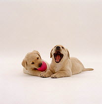 Two Yellow Labrador Retriever pups, 6 weeks old, one playing with a ball watching the other yawning.