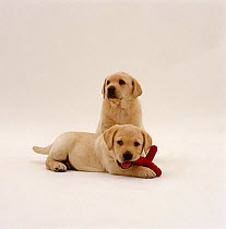 Two Yellow Labrador Retriever pups, 6 weeks old, one sitting behind another lying and chewing on toy