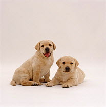 Two Yellow Labrador Retriever pups, 5 weeks old