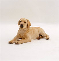 Yellow Labrador Retriever pup, 12 weeks old, lying down with head up