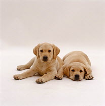 Two Yellow Labrador Retriever pups, 9 weeks old, lying side by side