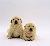 Two Yellow Labrador Retriever pups, 3 weeks old, side by side