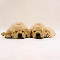 Two Yellow Labrador Retriever pups sleeping side by side, 5 weeks old